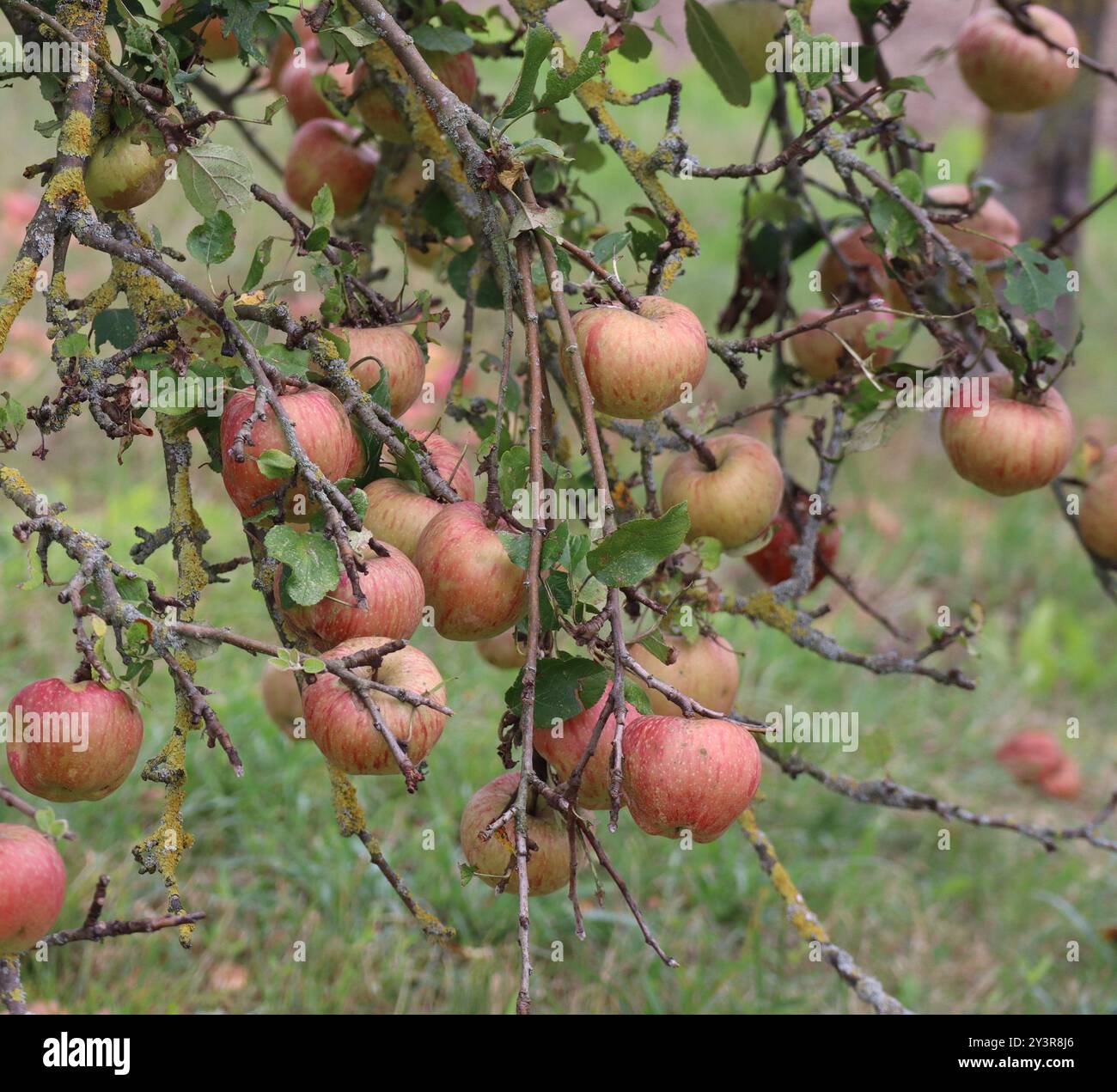 La varietà di mele dai frutti grandi promette un raccolto abbondante Foto Stock