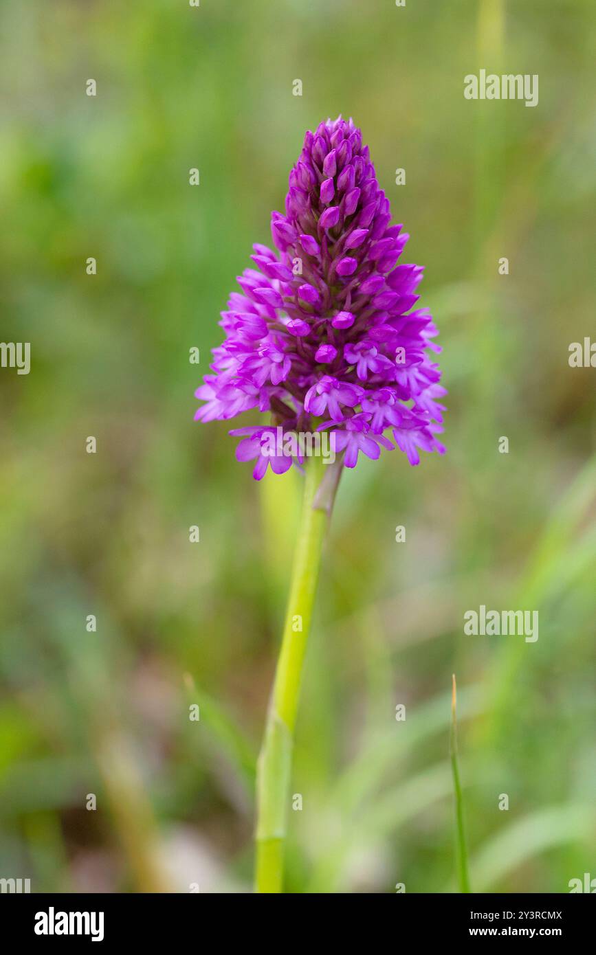 Orchidea piramidale (Anacamptis pyramidalis) fiorita in un arboreto Foto Stock