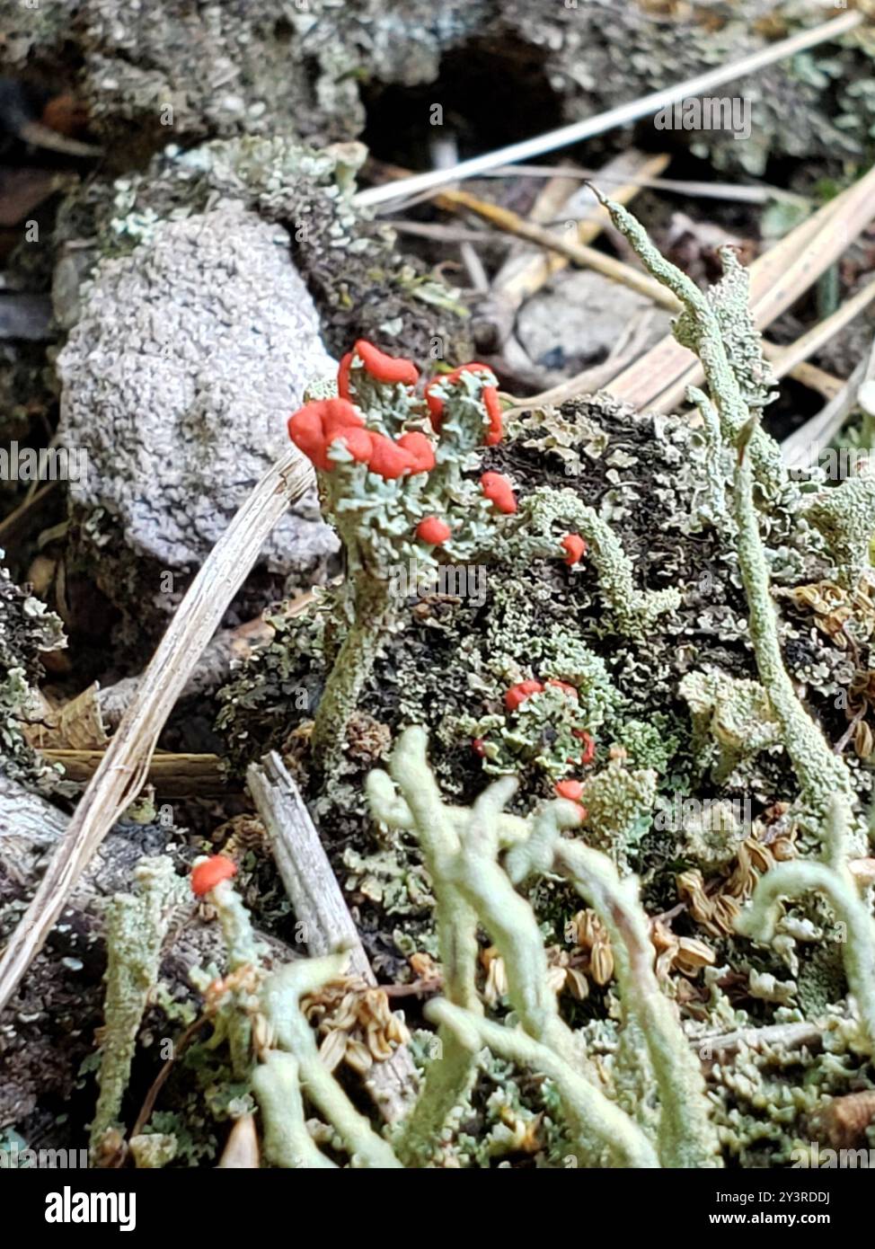 Soldato britannico lichen (Cladonia cristatella) funghi Foto Stock