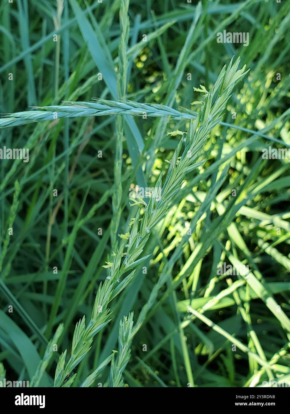 Ryegrass perenne (Lolium perenne) Plantae Foto Stock
