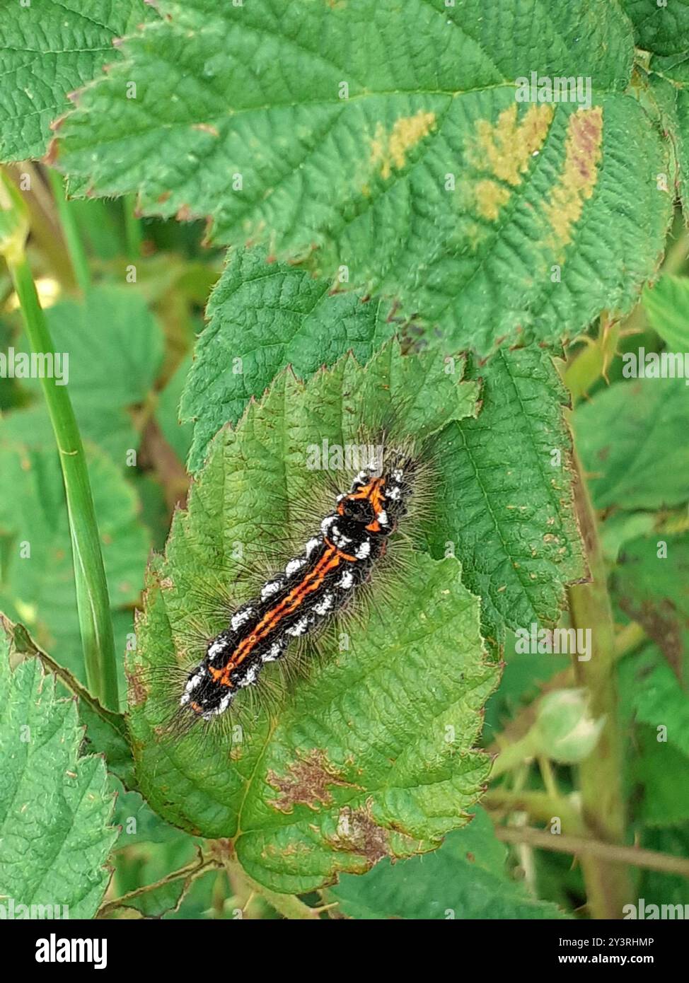 Swan Moth (Sphrageidus similis) Insecta Foto Stock