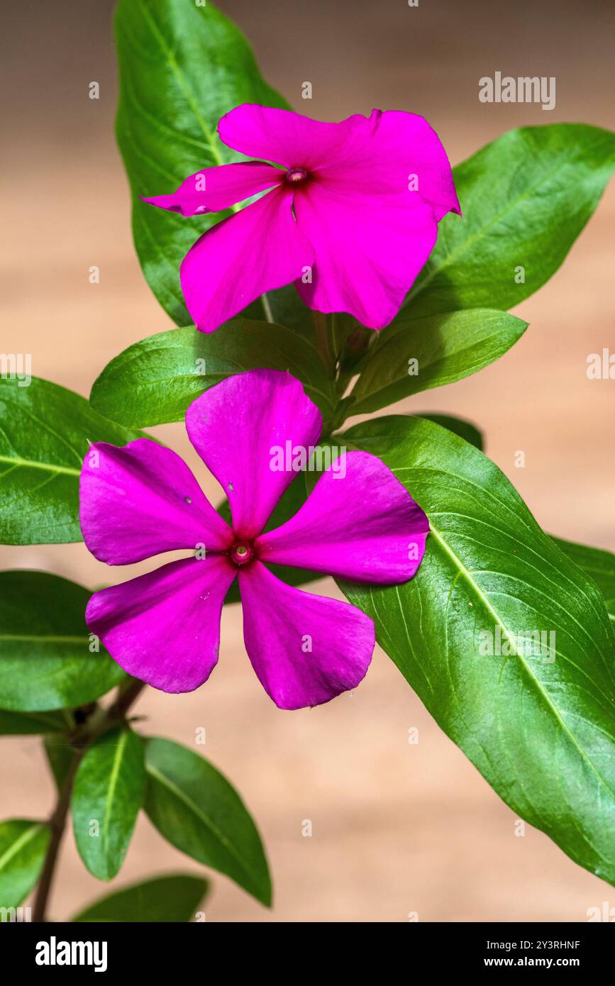 Catharanthus roseus, Madagascar periwinkle Foto Stock