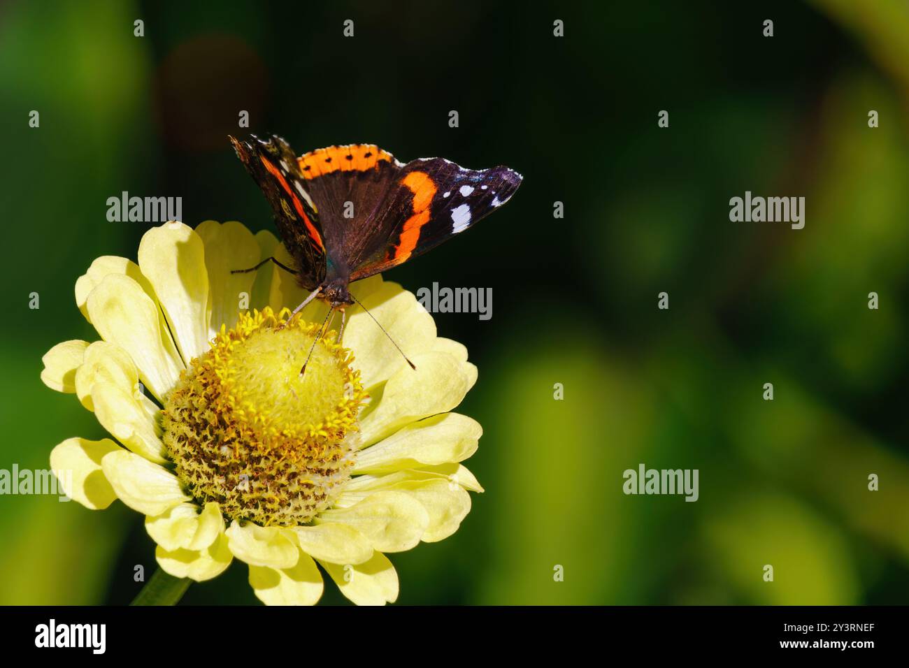 Una farfalla è seduta su un fiore giallo. La farfalla è marrone e arancione Foto Stock