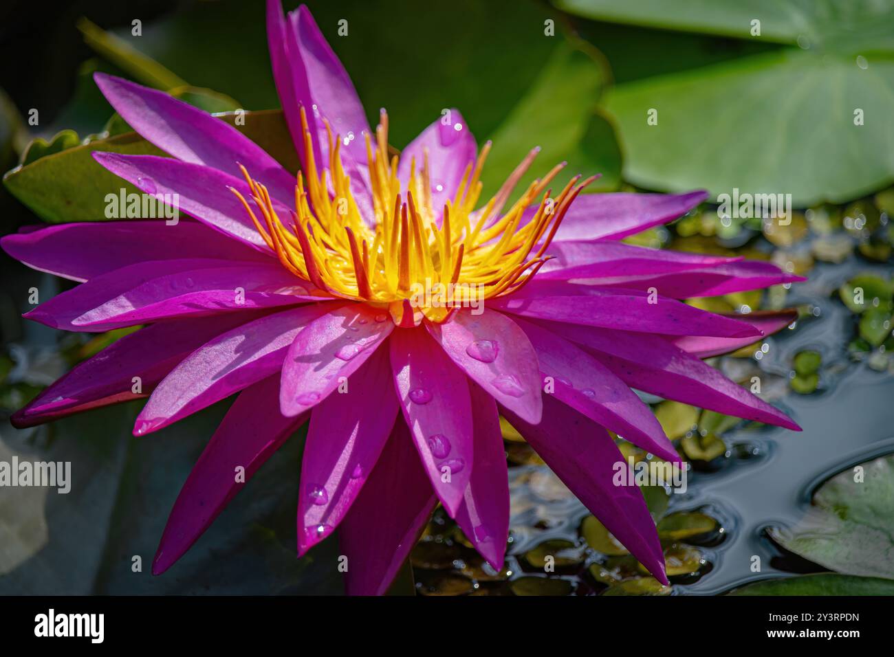 Un fiore viola con petali gialli è seduto in uno stagno. Il fiore è circondato da foglie verdi e l'acqua è calma Foto Stock