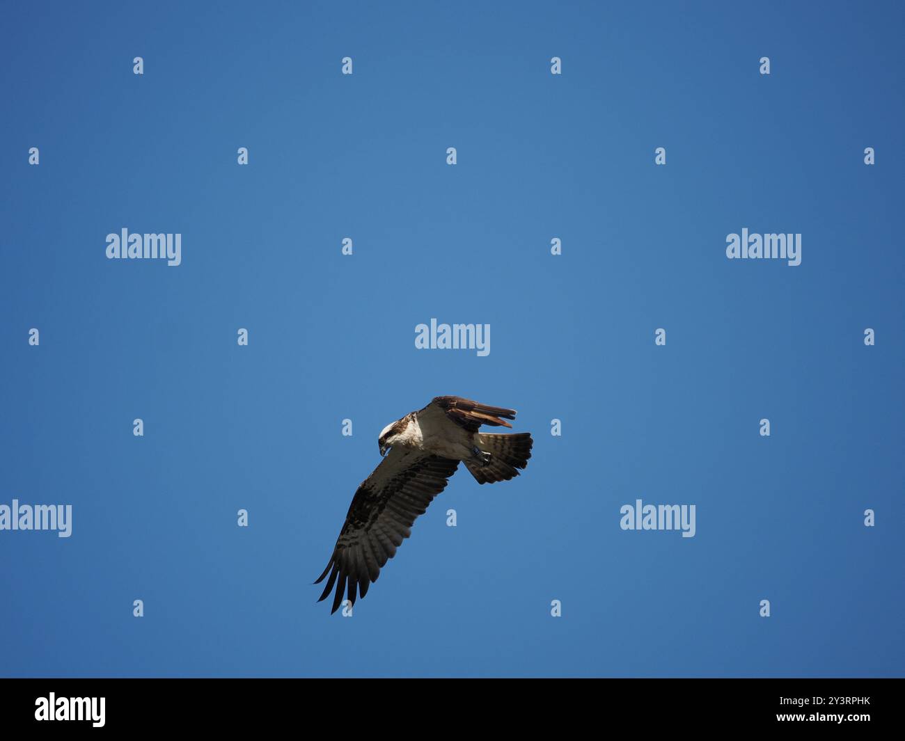 Haliaetus del Western Osprey Pandion Foto Stock