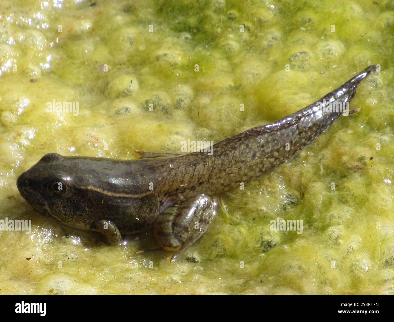 Rana leopardo delle pianure (Lithobates blairi) Amphibia Foto Stock