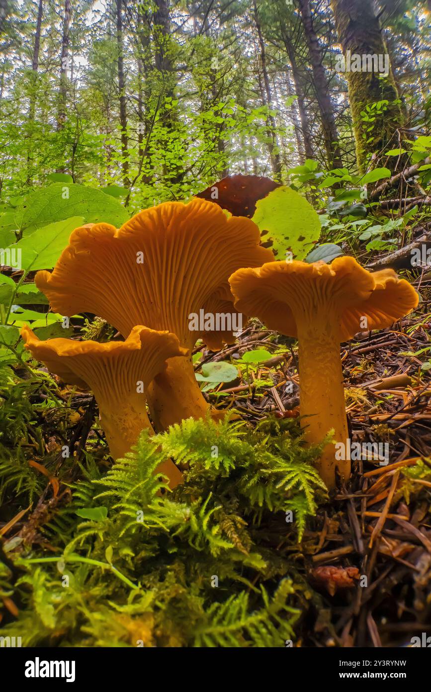 Golden Chanterelle, Cantharellus cibarius, funghi nella foresta di Douglas Fir di seconda crescita sulla penisola olimpica, Stato di Washington, Stati Uniti Foto Stock