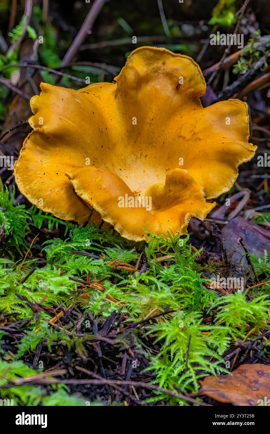 Golden Chanterelle, Cantharellus cibarius, fungo nella foresta di Douglas Fir di seconda crescita sulla penisola olimpica, Stato di Washington, Stati Uniti Foto Stock