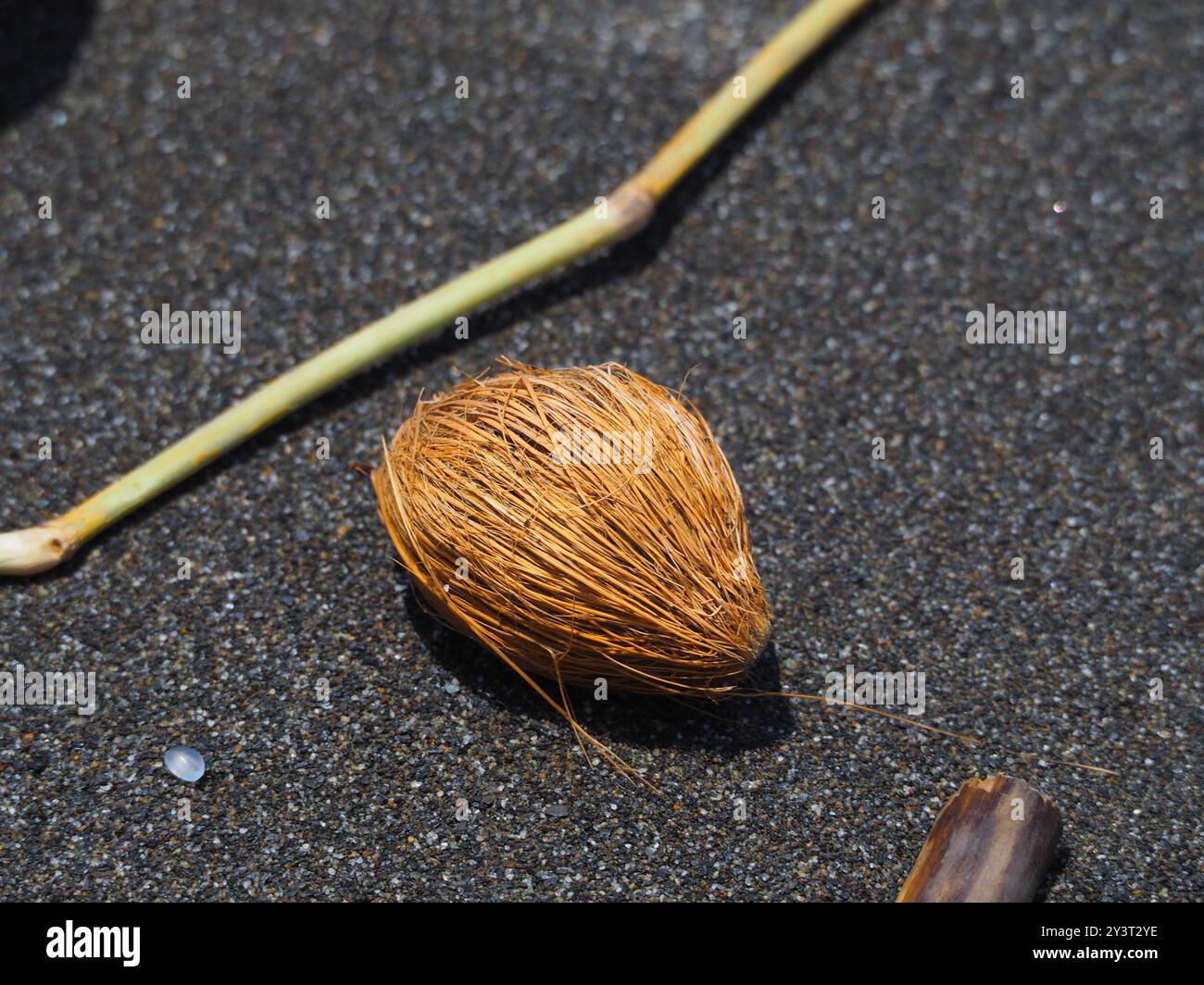 Plantae di legno di Milkwood grigio (Cerbera manghas) Foto Stock