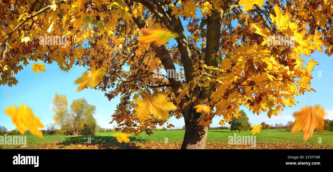 Acero illuminato dal sole contro il cielo blu in una bella giornata autunnale, con foglie gialle che cadono a terra nel vento Foto Stock