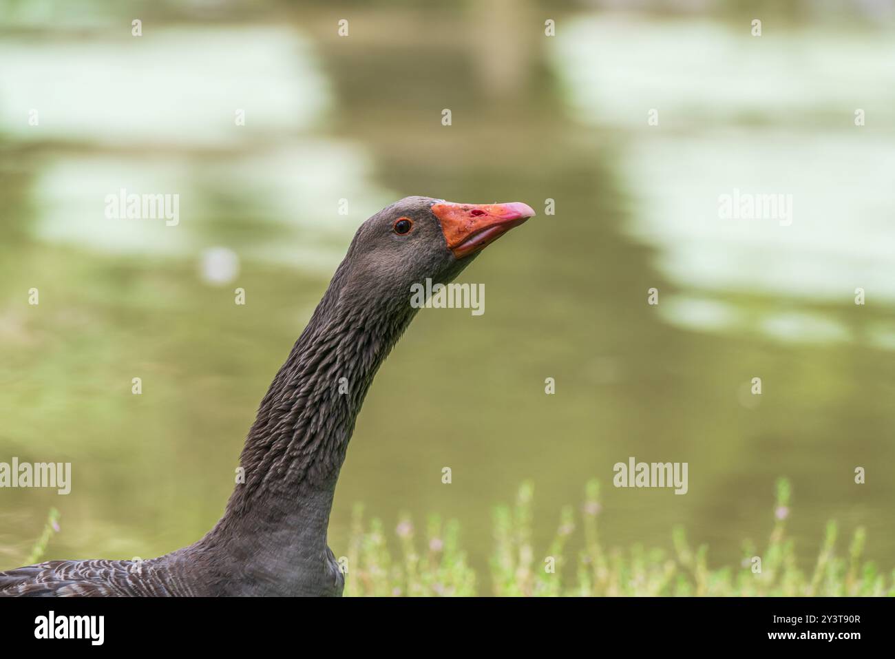 Vista ravvicinata della testa di un'oca grigia selvatica nello stagno Foto Stock