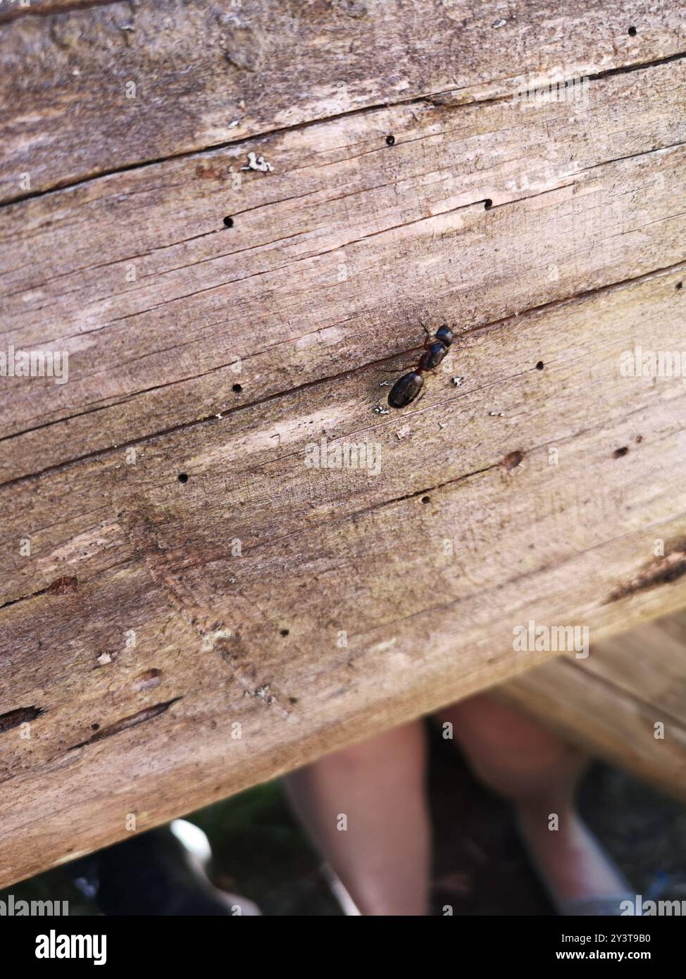 Marrone-nero Carpenter Ant (Camponotus ligniperda) Insecta Foto Stock