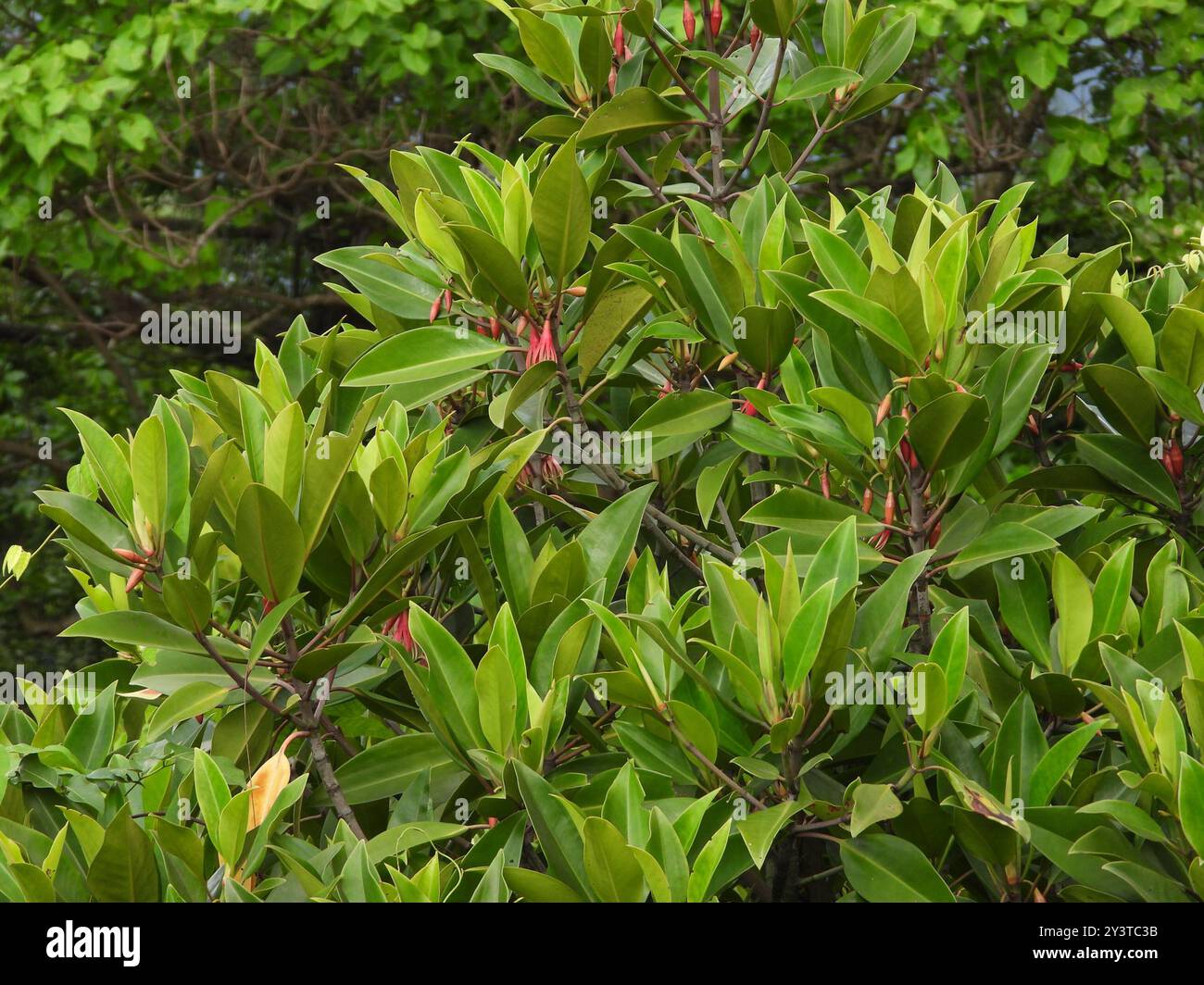 Mangrovia arancione (Bruguiera gymnorhiza) Plantae Foto Stock