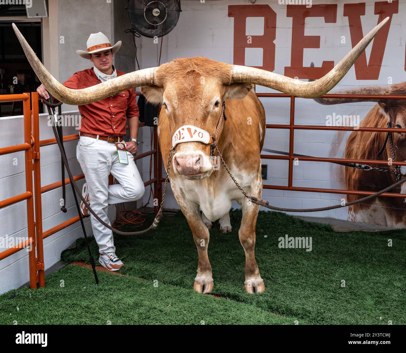 14 settembre 2024.Bevo la mascotte dei Texas Longhorns prima della partita contro gli UTSA Roadrunners al DKR-Memorial Stadium. Foto Stock