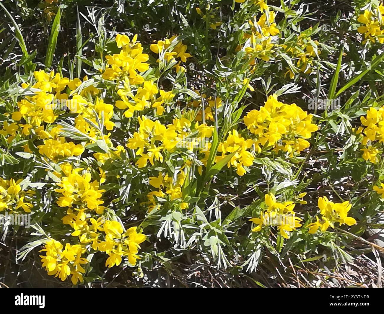 Plantae di fagioli d'oro (Thermopsis rhombifolia) Foto Stock