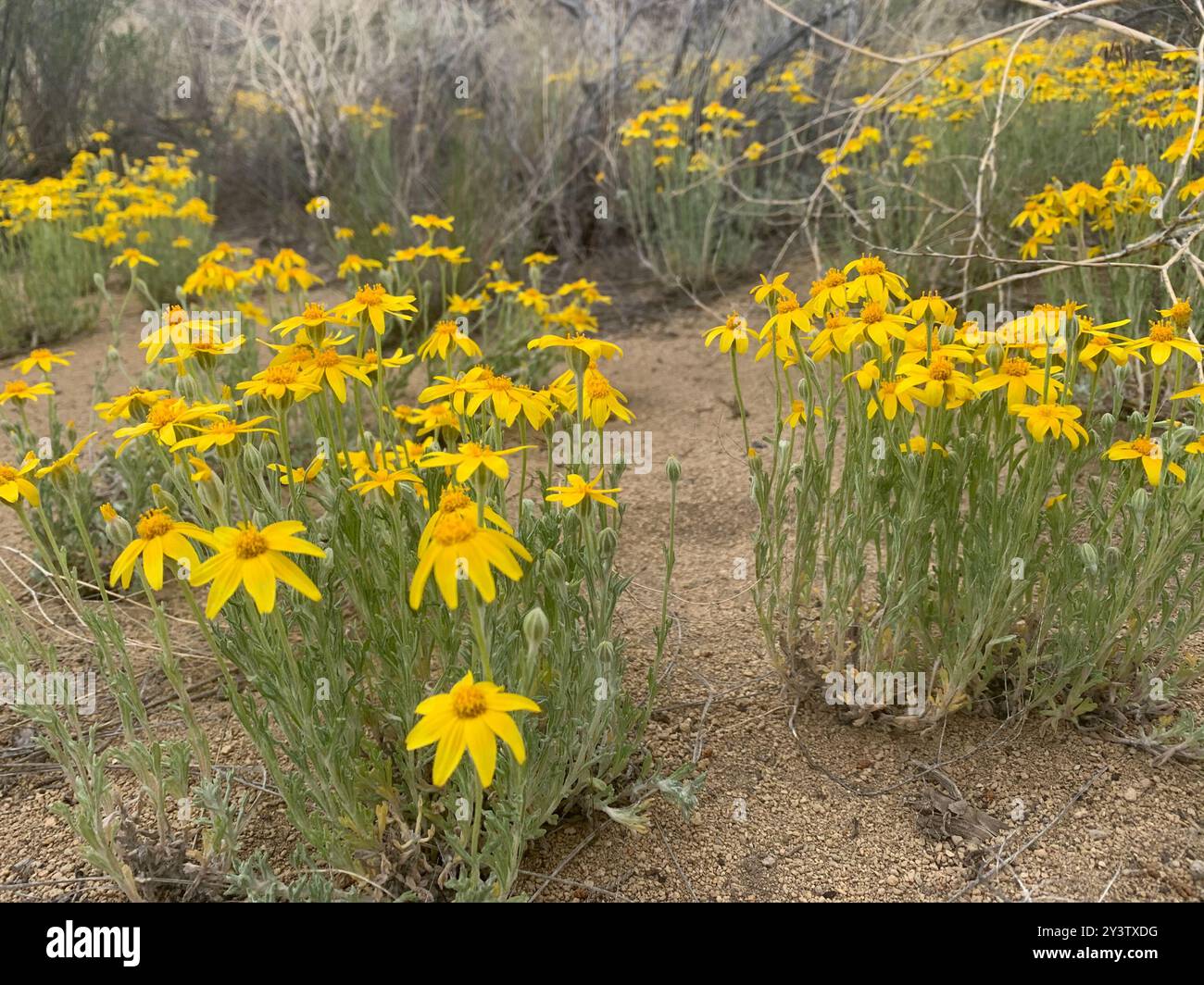 Girasole lanoso comune (Eriophyllum lanatum) Plantae Foto Stock