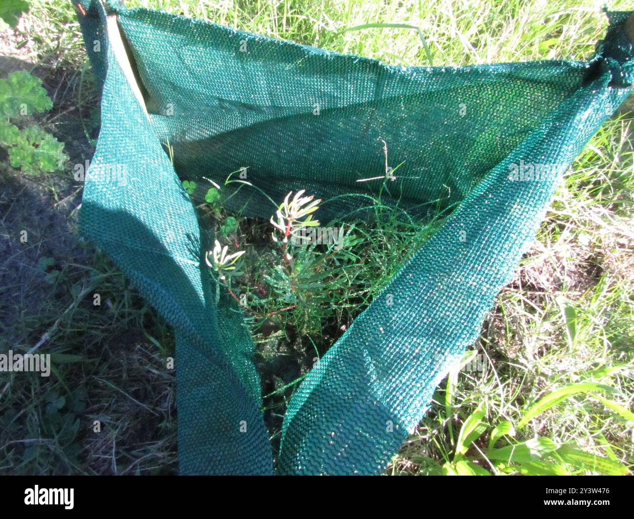 Thistle Sugarbush (Protea scolymocephala) Plantae Foto Stock