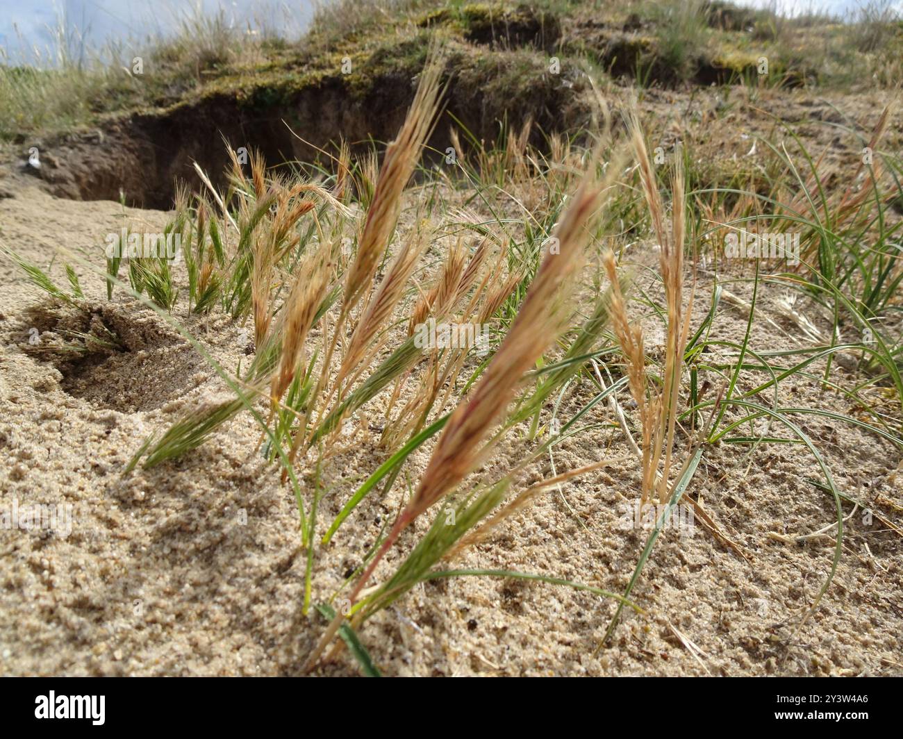 Dune Fescue (Festuca fasciculata) Plantae Foto Stock