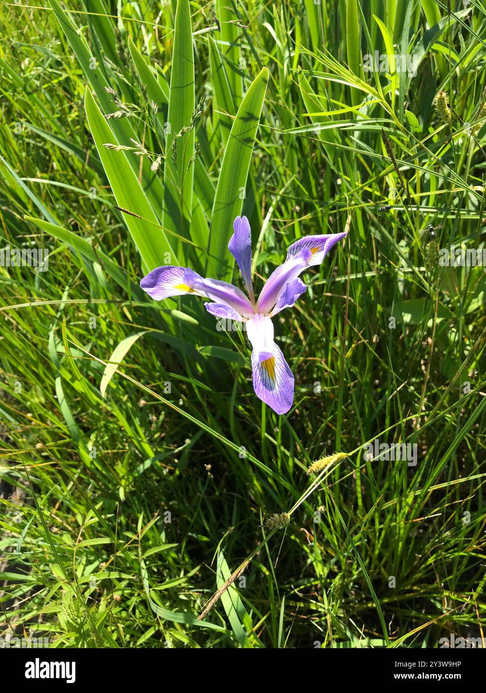 Bandiera blu meridionale (Iris virginica) Plantae Foto Stock