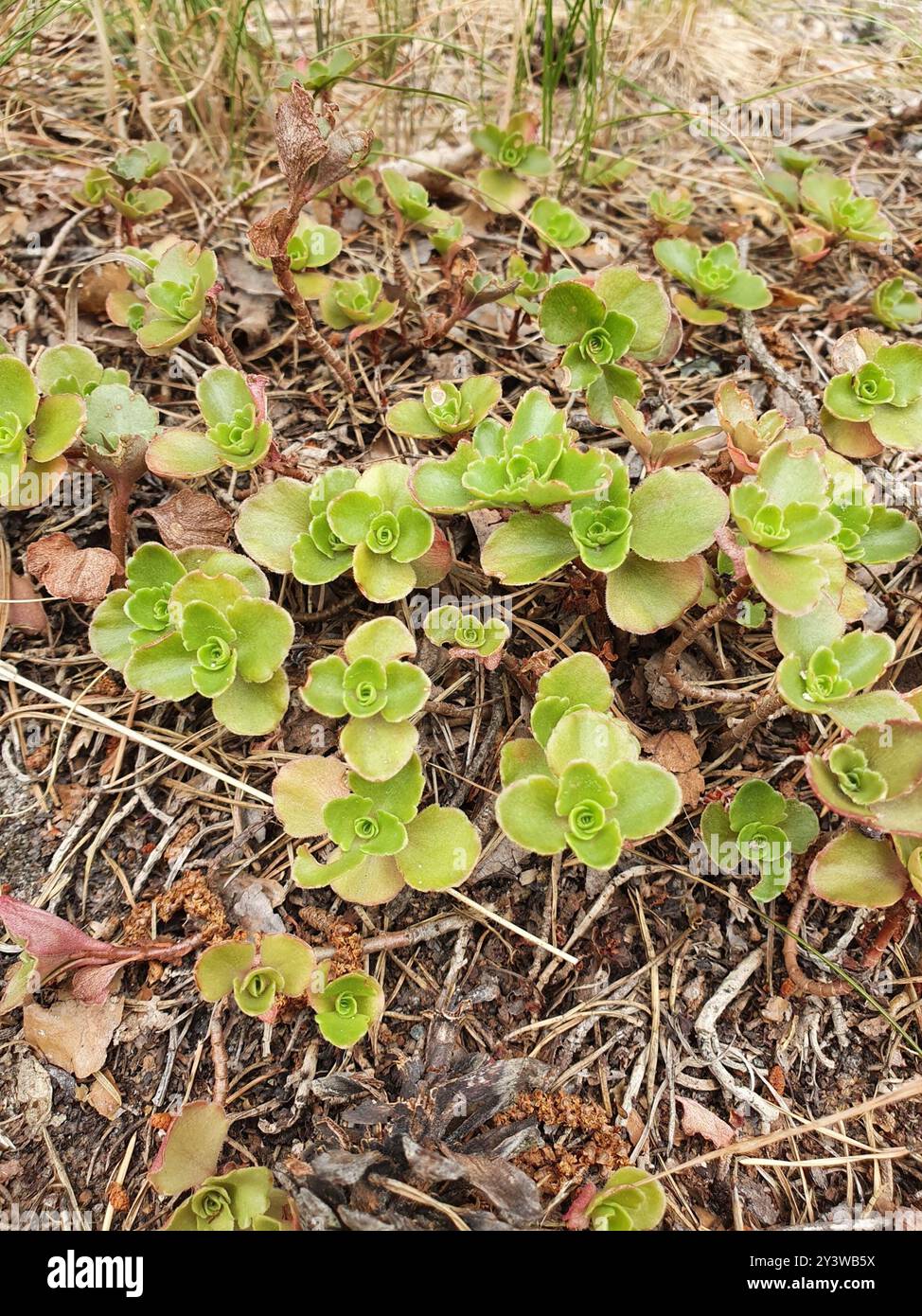 Stonecrop caucasico (Phedimus spurius) Plantae Foto Stock