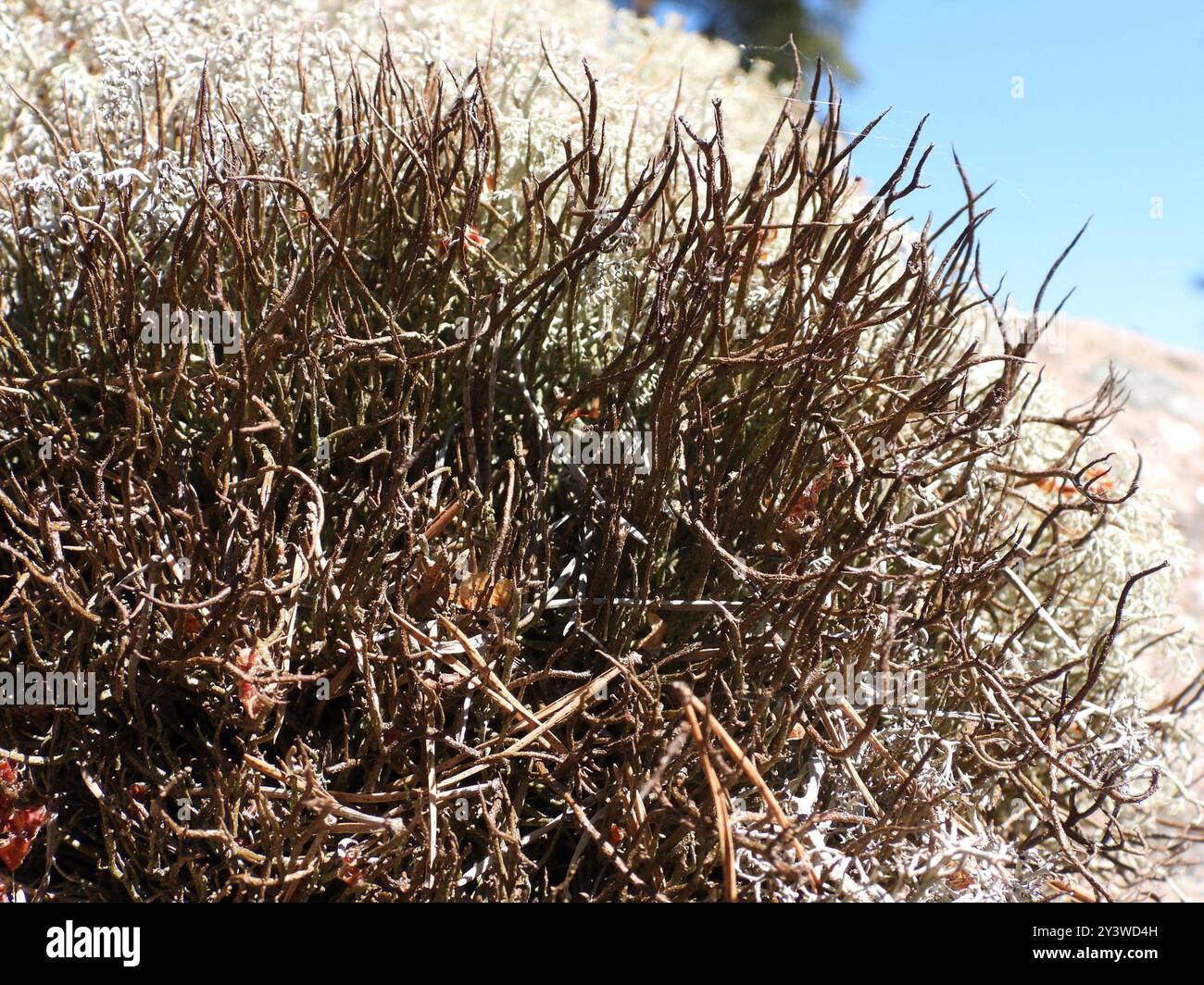 Funghi a corno liscio Lichen (Cladonia gracilis) Foto Stock