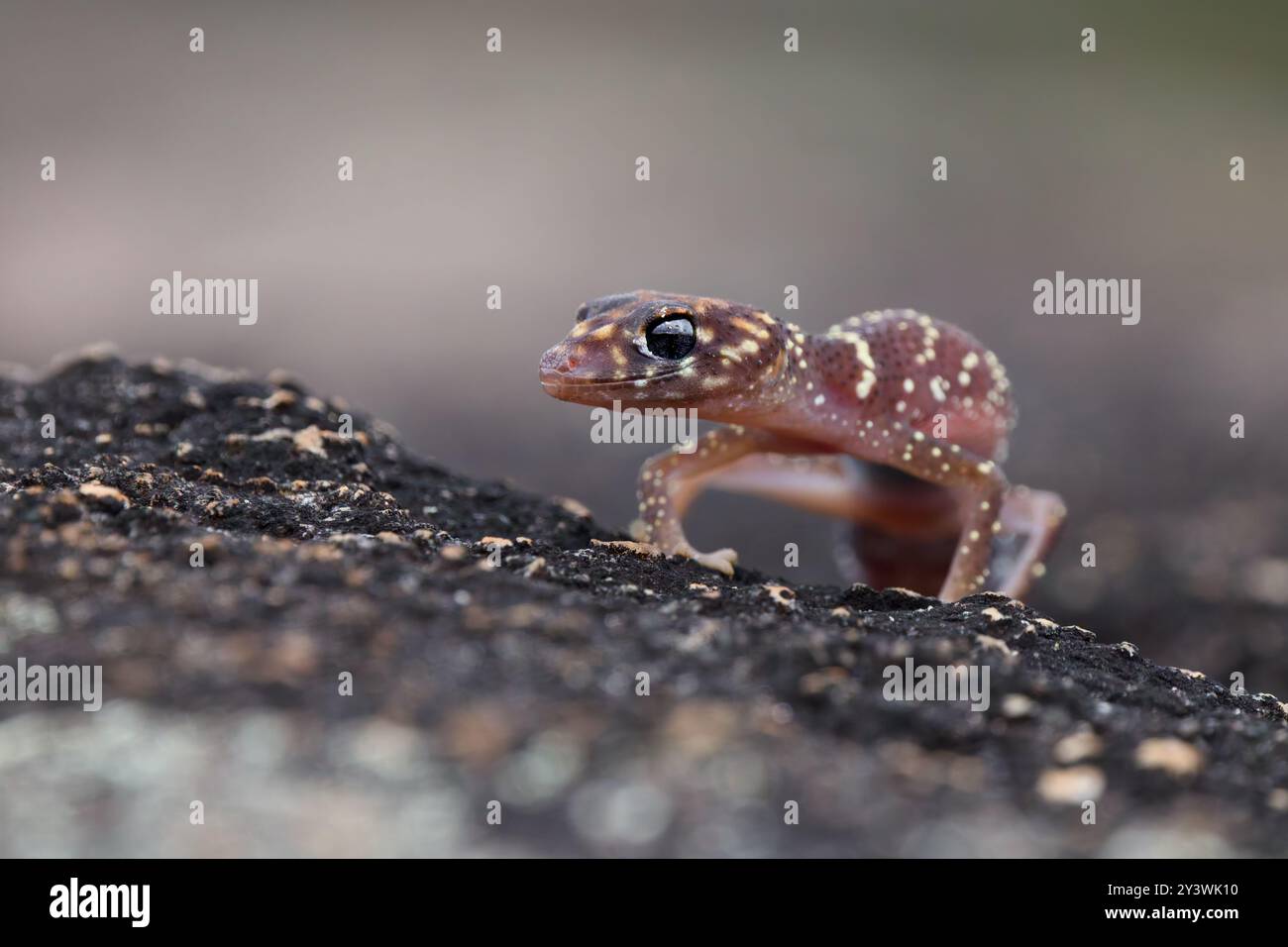 Un geco abbaiato o un underwoodisaurus milii su una roccia si distingue da un bokeh sfocato Foto Stock