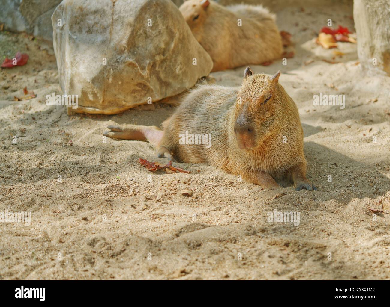 Carino capybara, il capybara sta prendendo il sole su terreni sabbiosi, riposando grazioso capybara a corpo intero, immagine animale in uno zoo con spazio per copie e informazioni Foto Stock