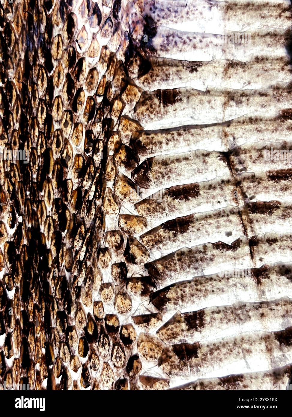Astratta la trama dello sfondo della pelle di serpente essiccato, macro la vera fotografia della pelle di serpente, immagine verticale. Foto Stock