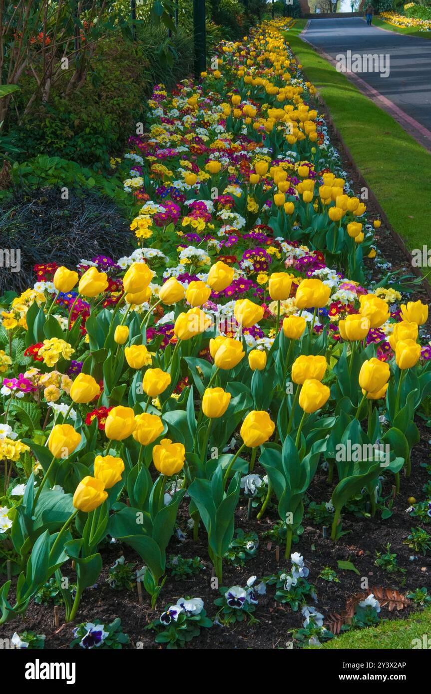 Fiori primaverili fioriscono nei Fitzroy Gardens, Melbourne, Australia, settembre 2024 Foto Stock