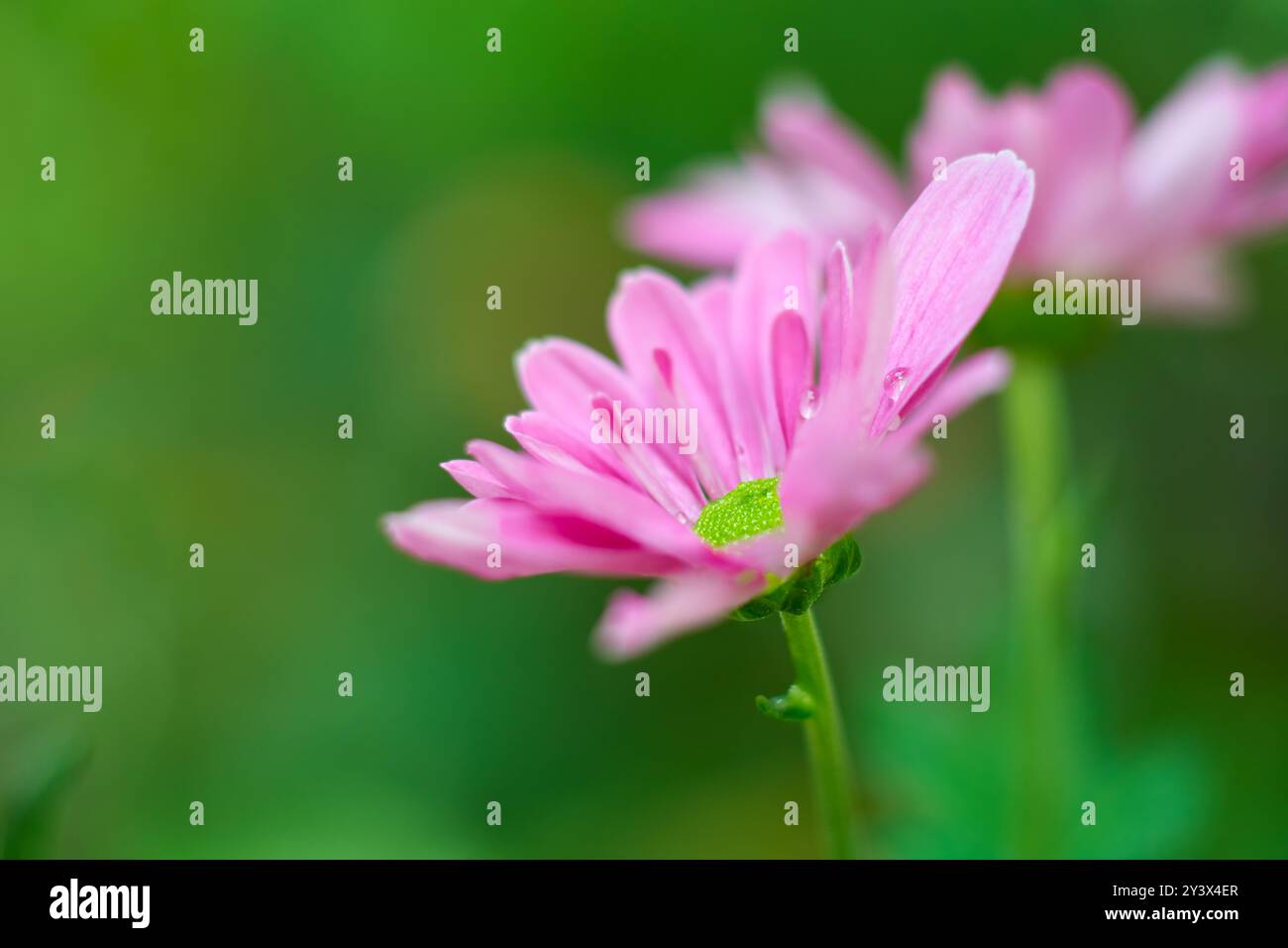 margherite gerbera rosa brillante in giardino, popolare pianta fiorita con fioriture vibranti scattate in modo selettivo con sfondo sfocato e spazio di copia Foto Stock