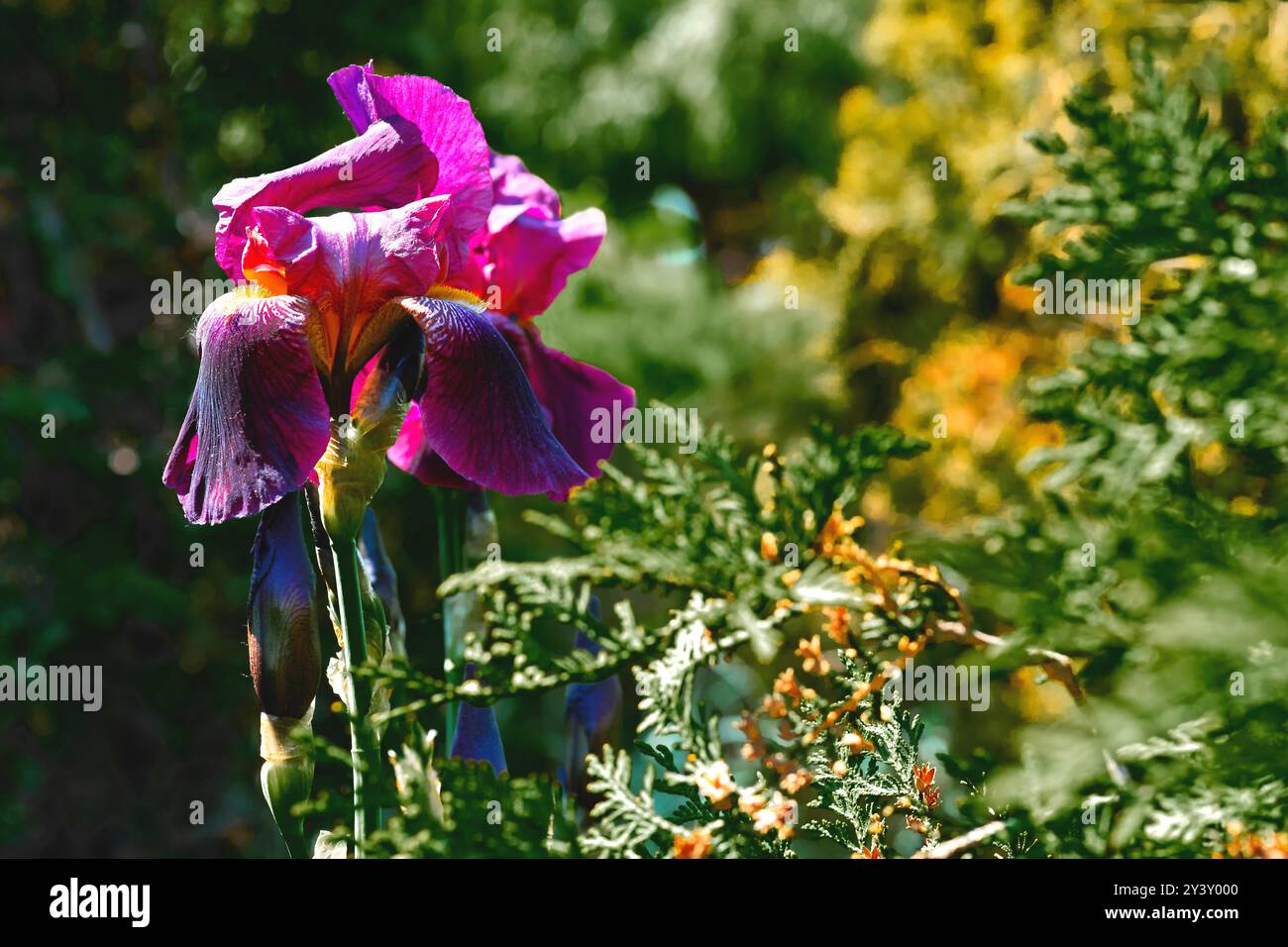 una pianta con foglie a forma di spada e fiori appariscenti, tipicamente viola, giallo o white.it è ampiamente coltivata come ornamentale. Foto Stock