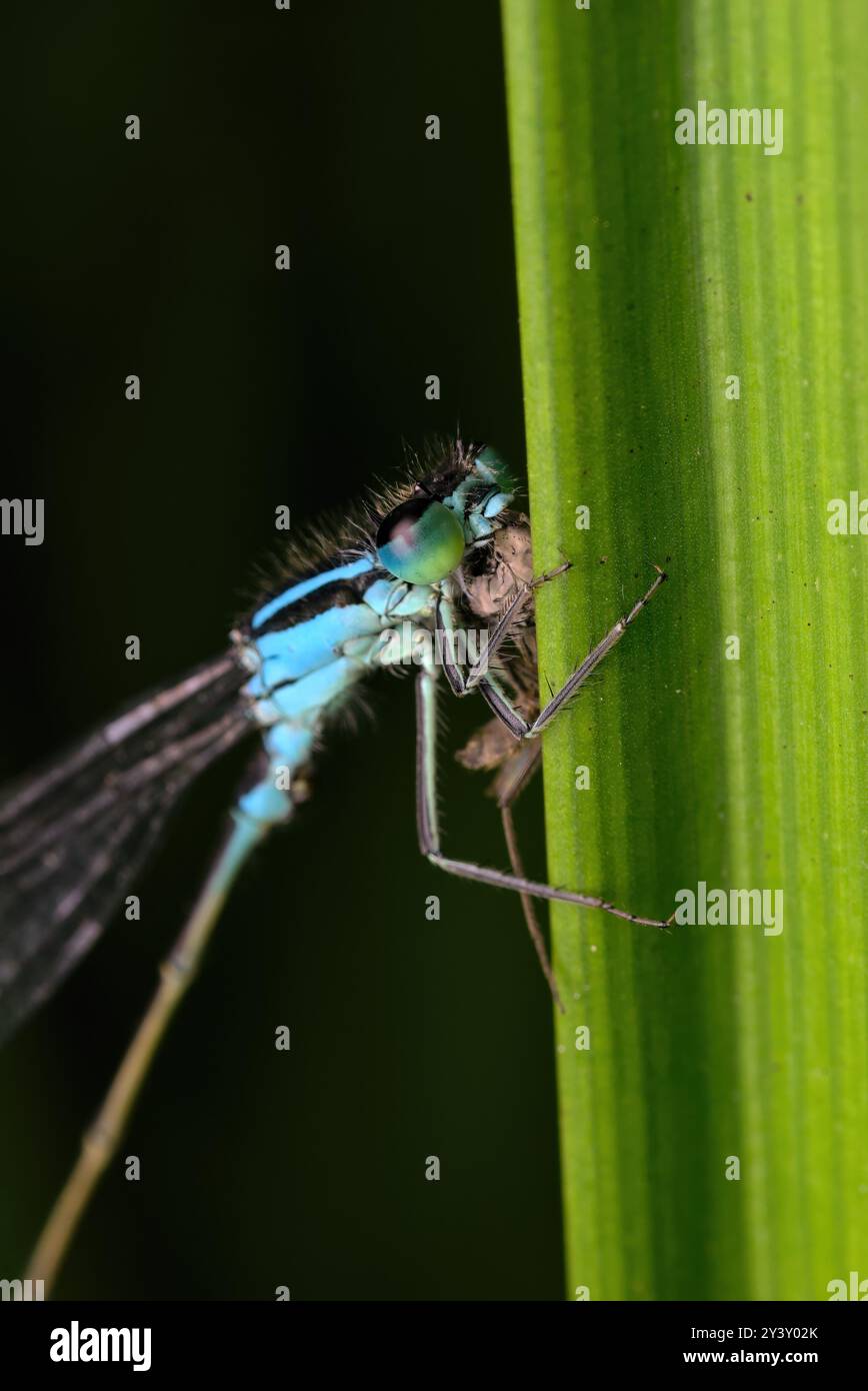 Primo piano di una libellula blu (Coenagrionidae) seduta su una foglia che mangia le sue prede, fotografia di insetti, macro, biodiversità, natura Foto Stock