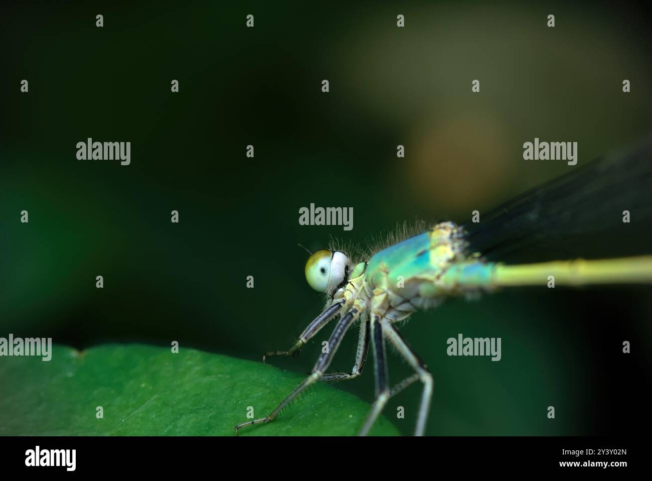 Primo piano di una libellula (Coenagrionidae) su una foglia che fissa lo spettatore, fotografia di insetti, macro, biodiversità, natura Foto Stock