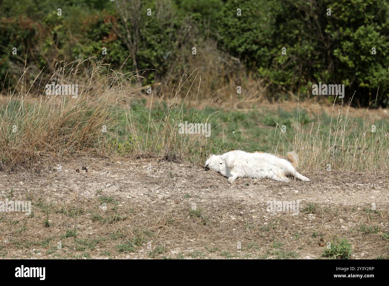 Animale morto in un prato Foto Stock