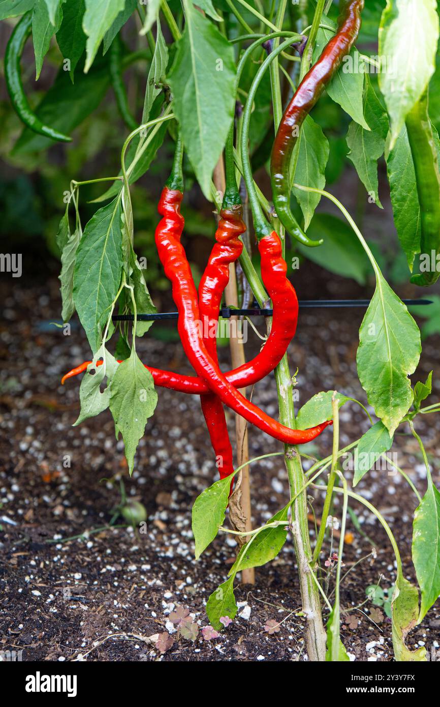 Coltivare il peperoncino nel giardino. Corona del Vescovo cinese di cinque colori, peperoni Peachadew. Primo piano del lungo peperoncino rosso che cresce all'esterno. Peperoncino maturo e maturo Foto Stock