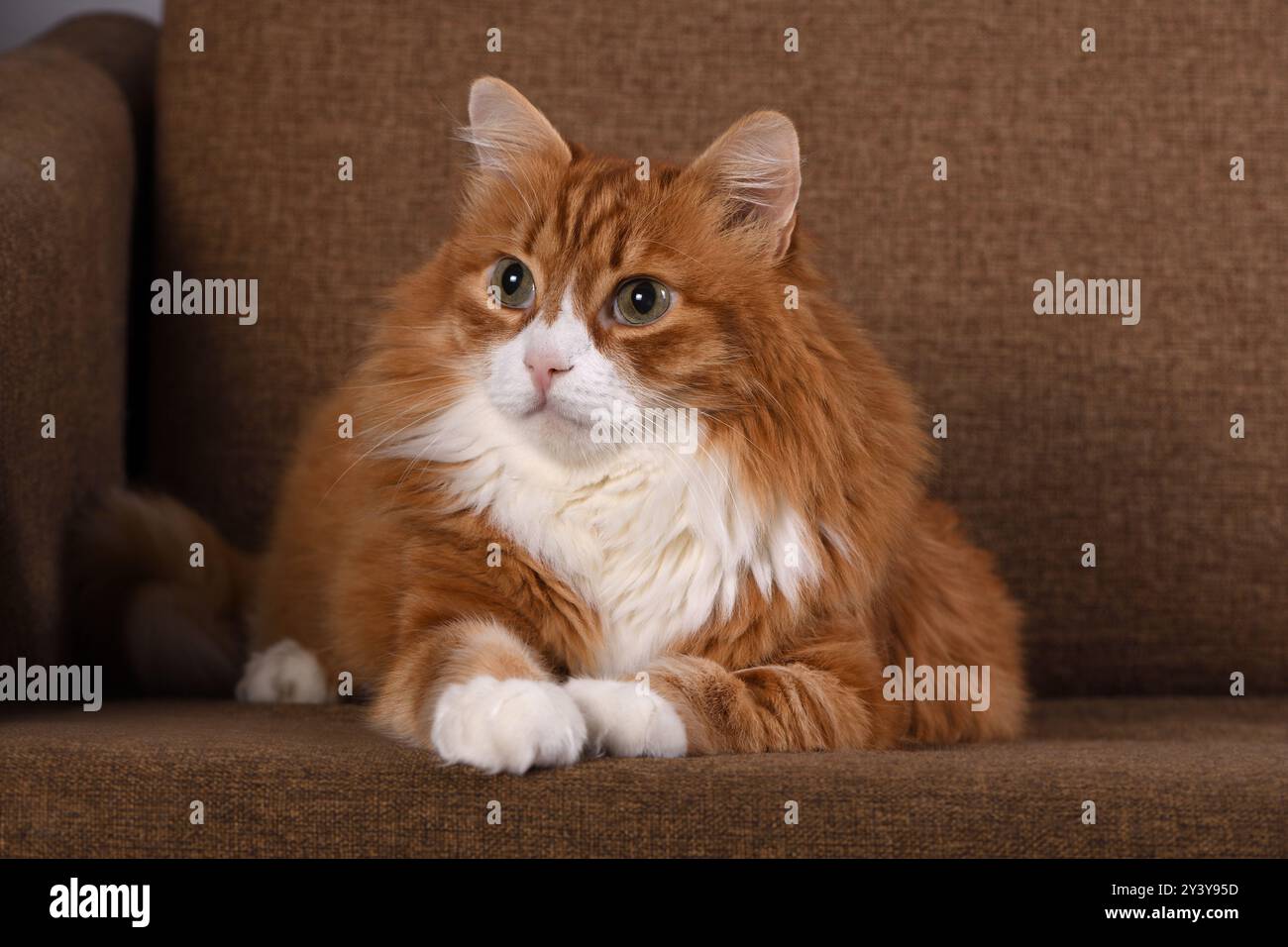 Ritratto di un gatto dello zenzero adulto steso su un divano marrone Foto Stock