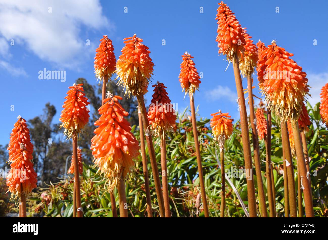 Il fantastico "Kniphofia" Red si fa scopare contro il cielo azzurro Foto Stock