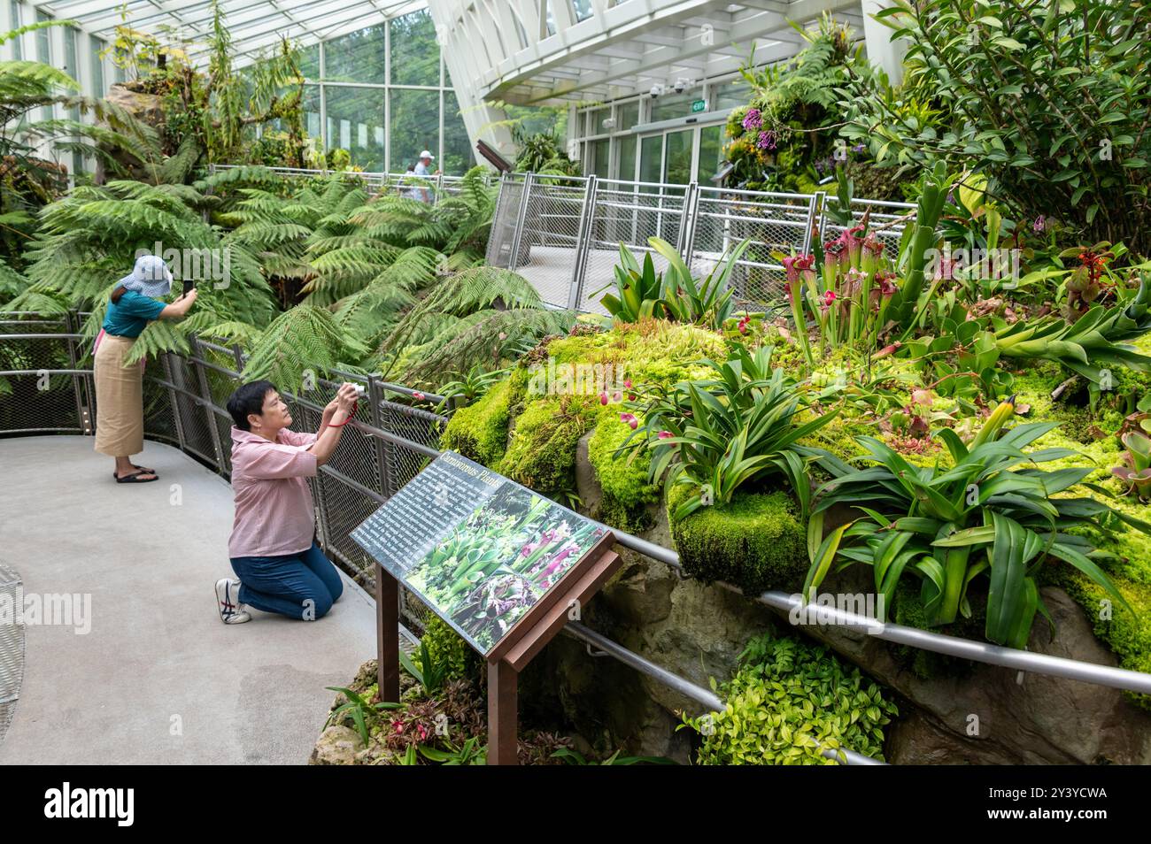 I visitatori potranno scattare fotografie dell'ampia varietà di orchidee al coperto della Sembcorp Cool House, il più grande fornitore di energia verde di Singapore Foto Stock