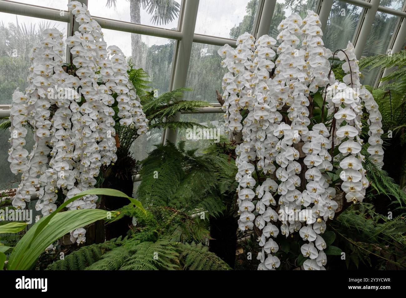Gli steli fioriti delle Phalaenopsis, noti anche come orchidee di falena, sono un genere di circa settanta specie di piante della famiglia Orchidaceae coltivate Foto Stock