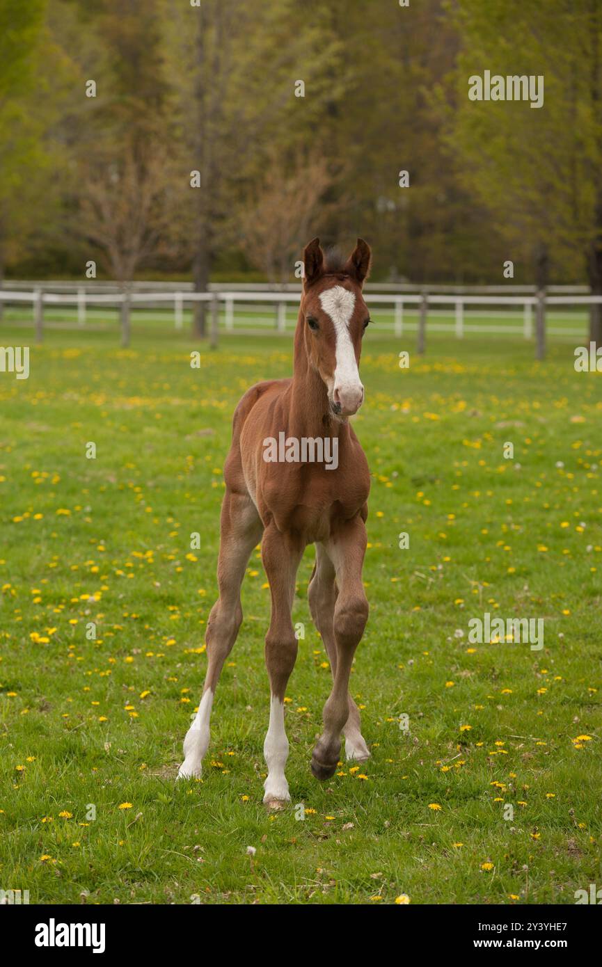 Puledro di cavalli sportivi canadesi che corrono liberi nel verde pascolo di prato o paddock con leoni di leoni gialli sullo sfondo della scena primaverile estiva equi verticale Foto Stock