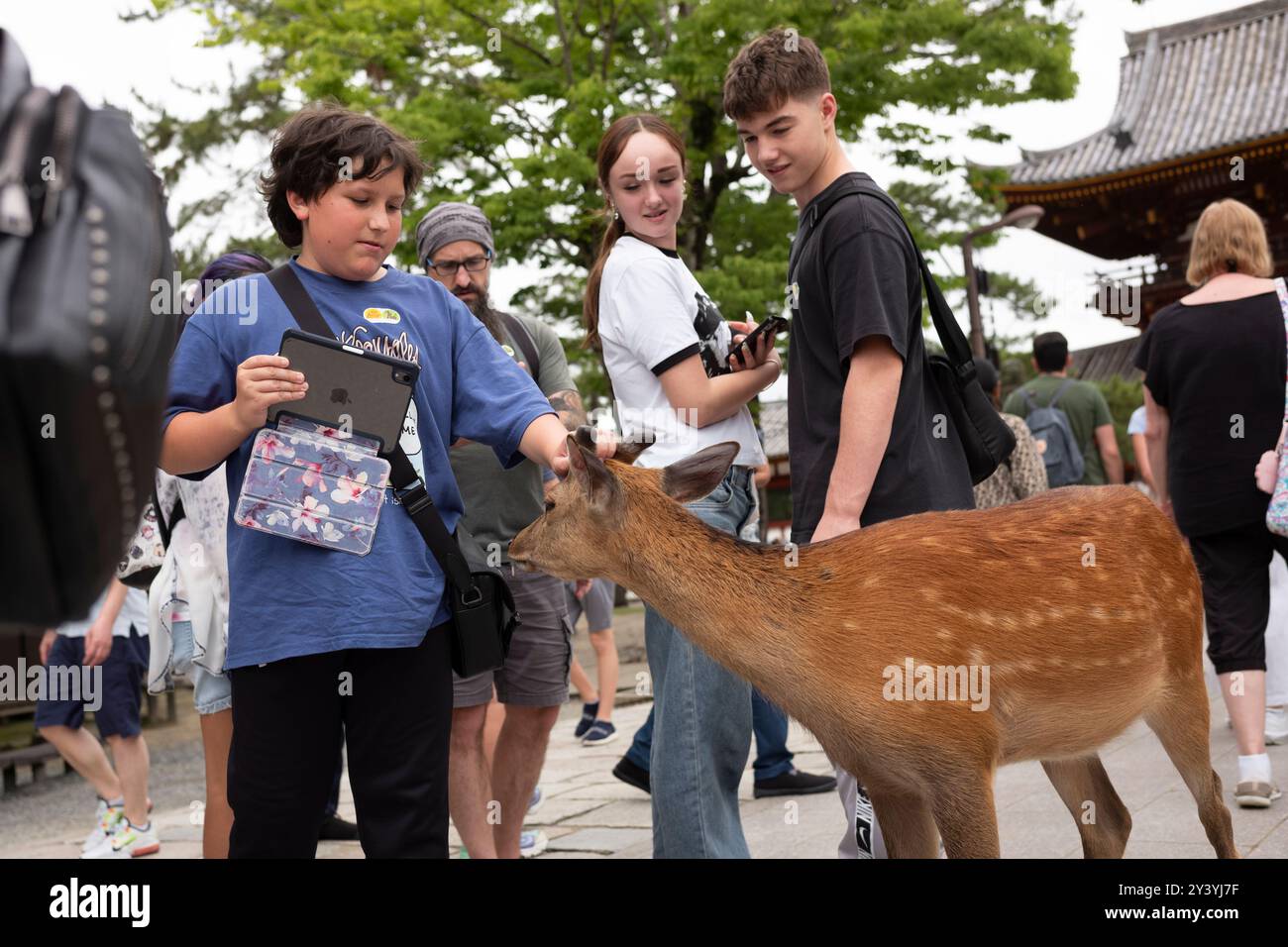Nara, Giappone, 18 giugno 2024: I turisti apprezzano l'amichevole cervo che abita il Nara Park, affettuosamente chiamato "Deer Park" fuori dall'antichità Foto Stock