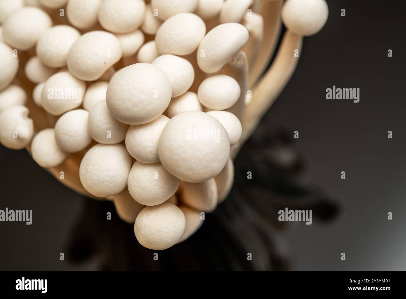 Un gruppo di funghi enoki freschi che presentano una forma e una consistenza uniche, adatti a varie applicazioni culinarie, sottolineando il loro delicato nat Foto Stock