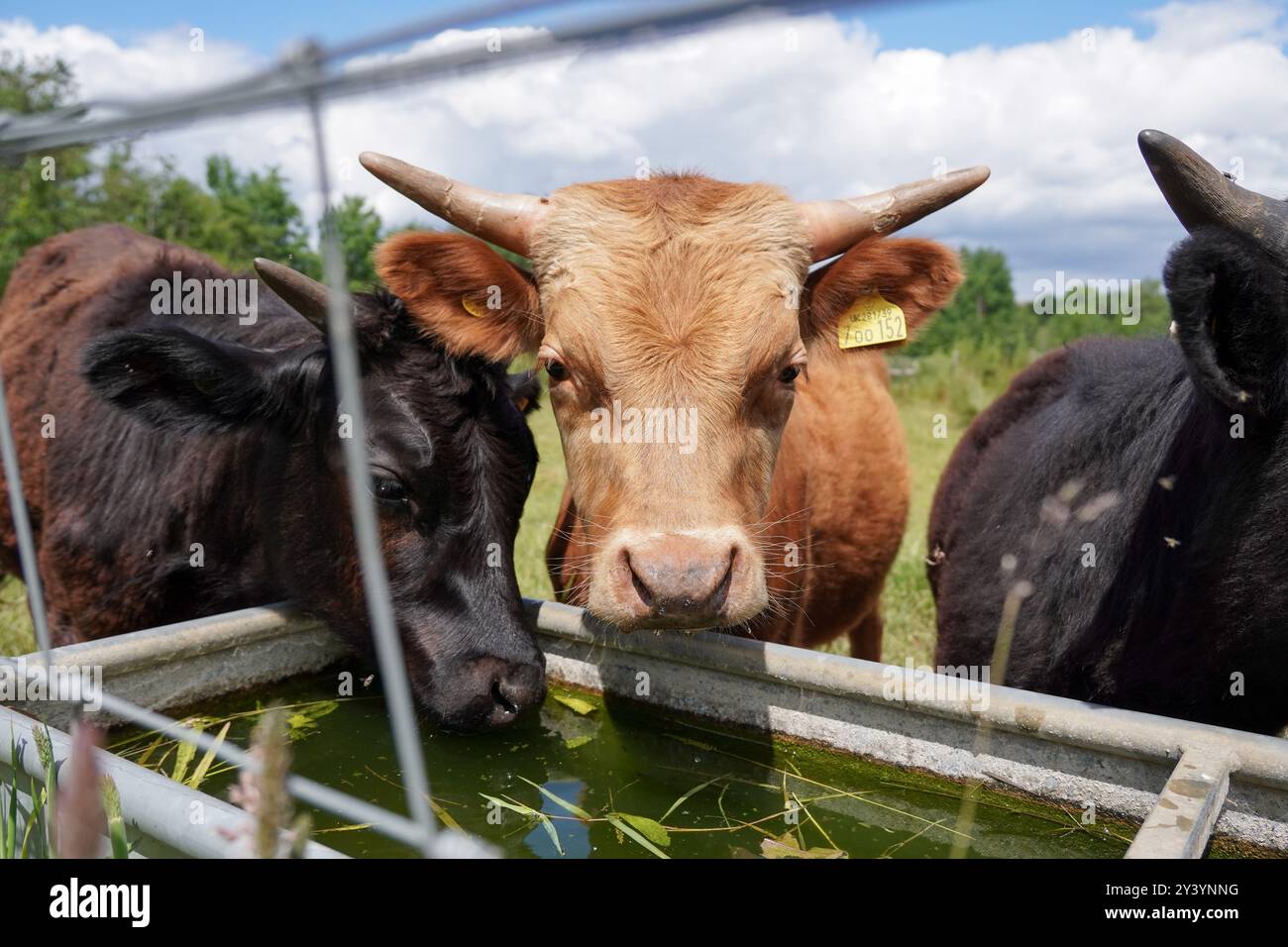 giovani bovini da toro con orecchie marcate sul campo. Animali da fattoria - Eastleigh, Inghilterra 11 giugno 2024 Foto Stock