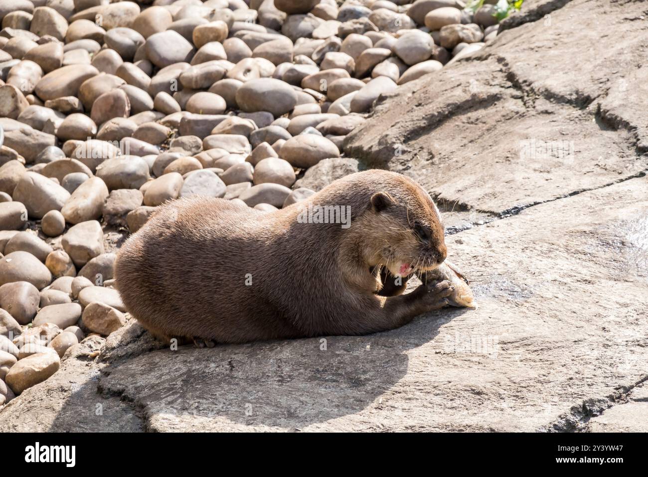 Lontra asiatica che mangia pesce, Woodside Wildlife Park, Lincoln, Lincolnshire, Inghilterra, REGNO UNITO Foto Stock