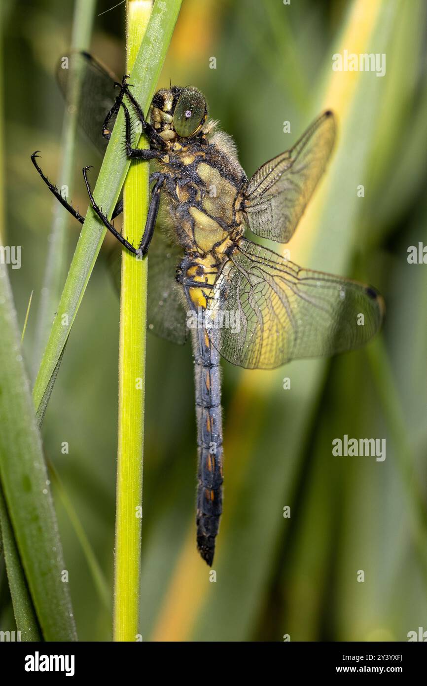 Dragonfly skimmer dalla coda nera coperta in rugiada la mattina presto Foto Stock