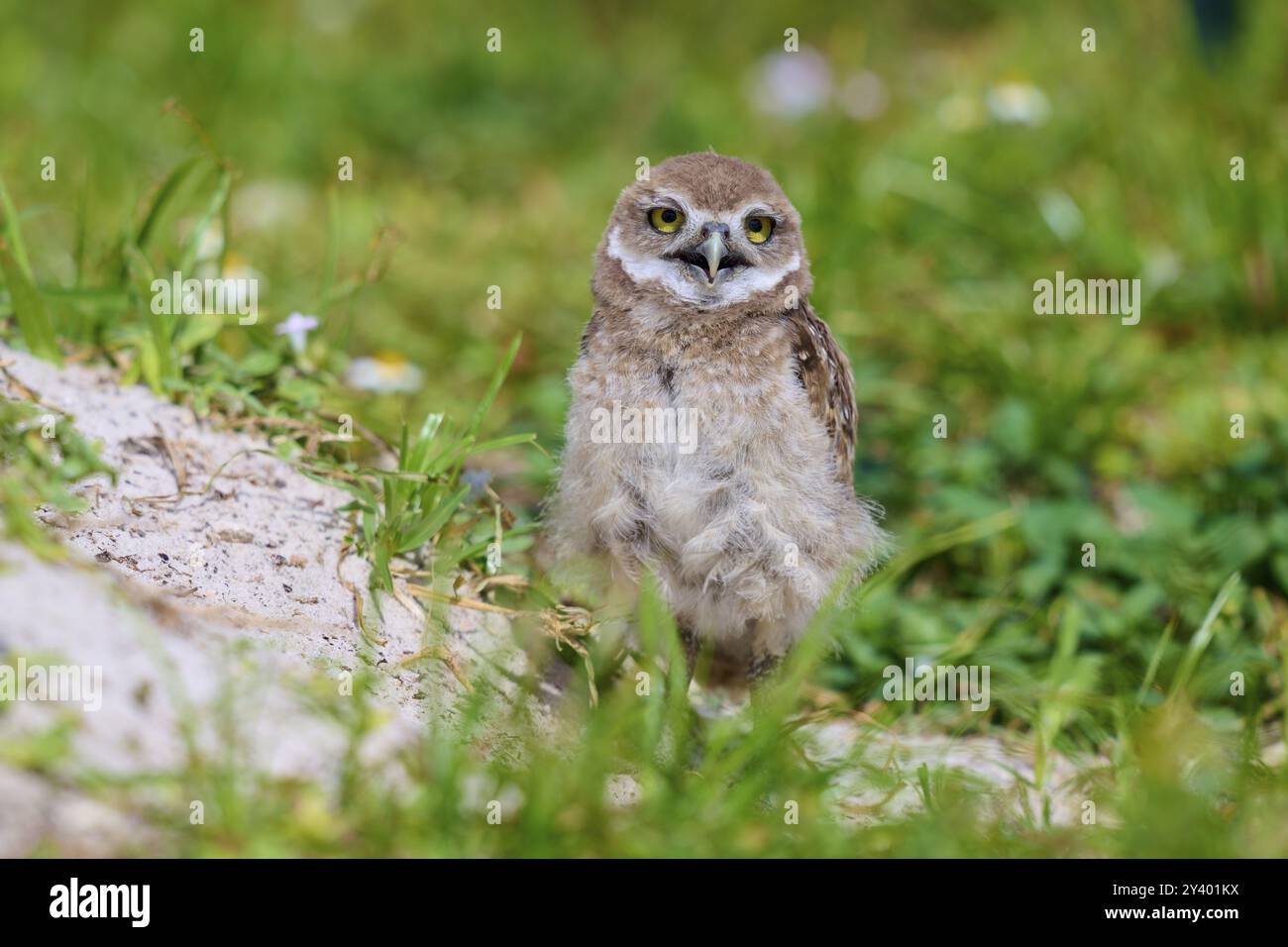 Gufo scavatore (Speotyto cunicularia), giovane uccello nel prato vicino alla grotta di nidificazione, Pembroke Pines, Florida, Stati Uniti, Nord America Foto Stock