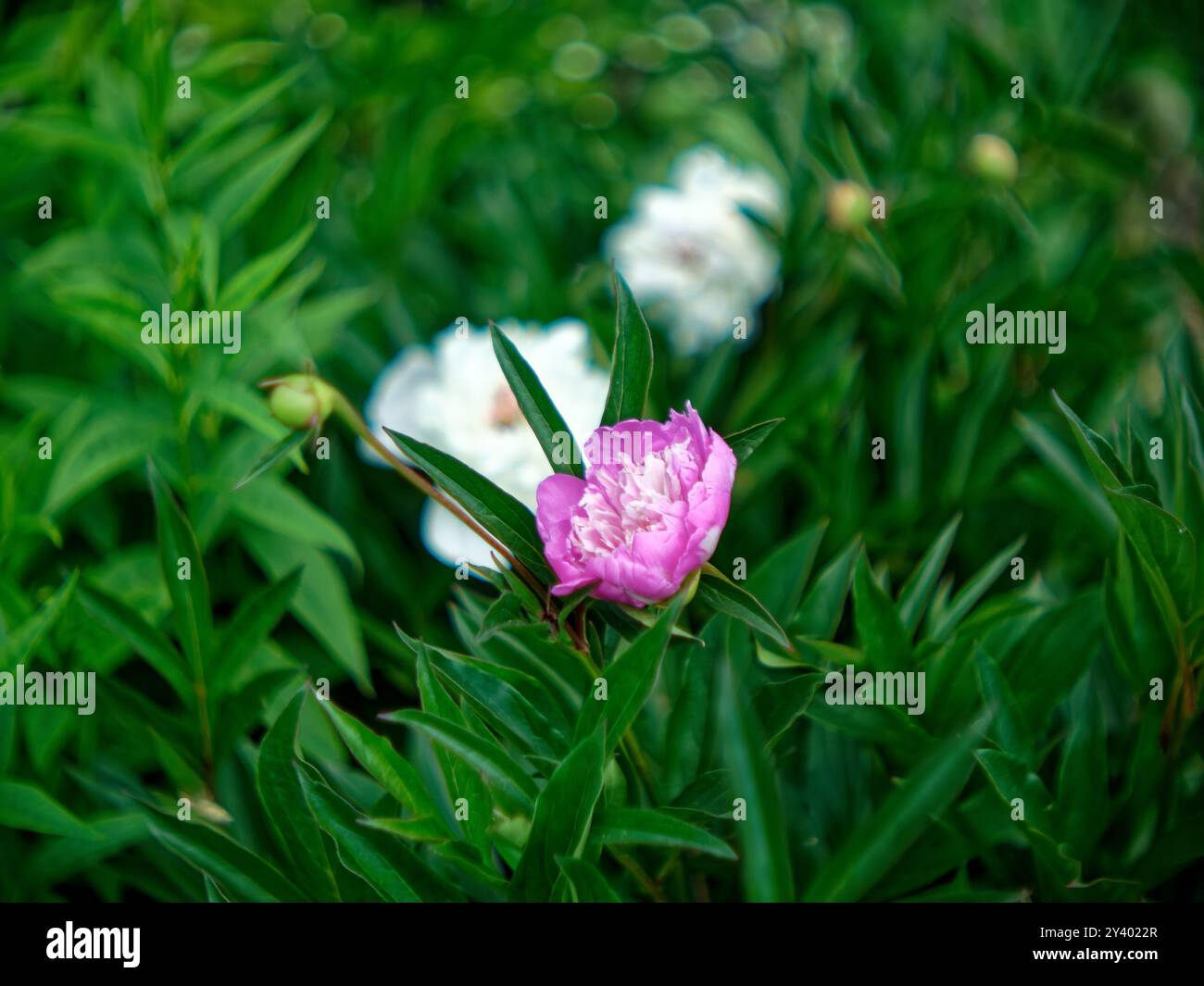 Fiori di peonia in giardino, in estate Foto Stock