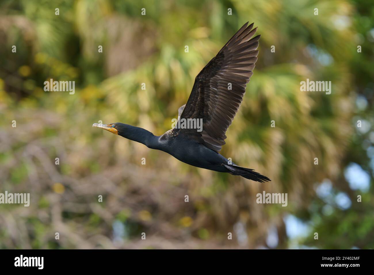 Cormorano a doppia cresta (Phalacrocorax auritus), in volo, Wakodahatchee Wetlands, Delray Beach, Florida, Stati Uniti, Nord America Foto Stock