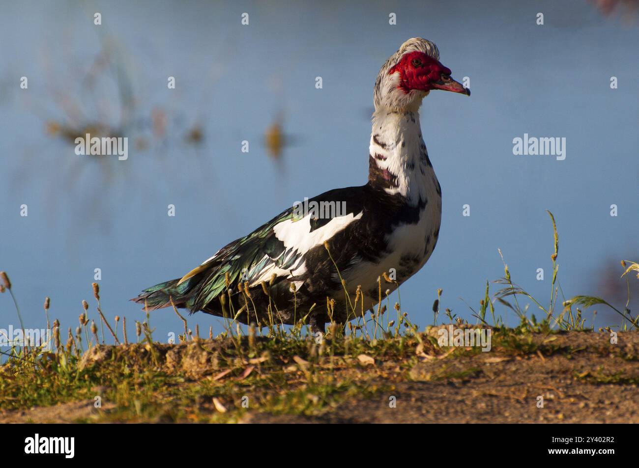 Vista laterale di un'anatra che si erge sulla riva del lago in un ambiente naturale, l'anatra moscovita, l'anatra moscovita (Cairina moschata), l'anatra barbaresca, l'anatra della guerra, Spagna Foto Stock