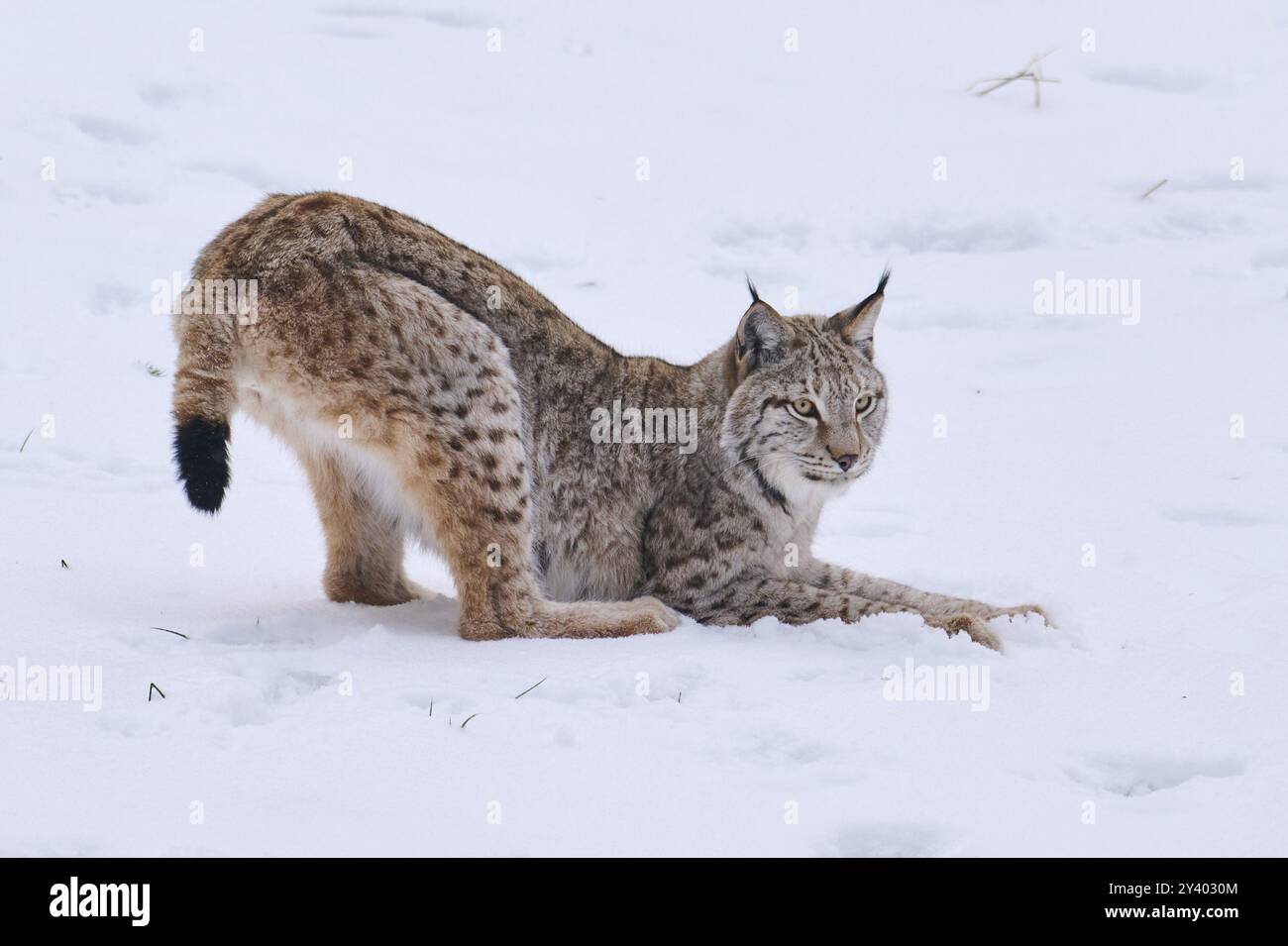 Lince eurasiatica (lince lince) nella neve in inverno, Baviera, Germania, Europa Foto Stock